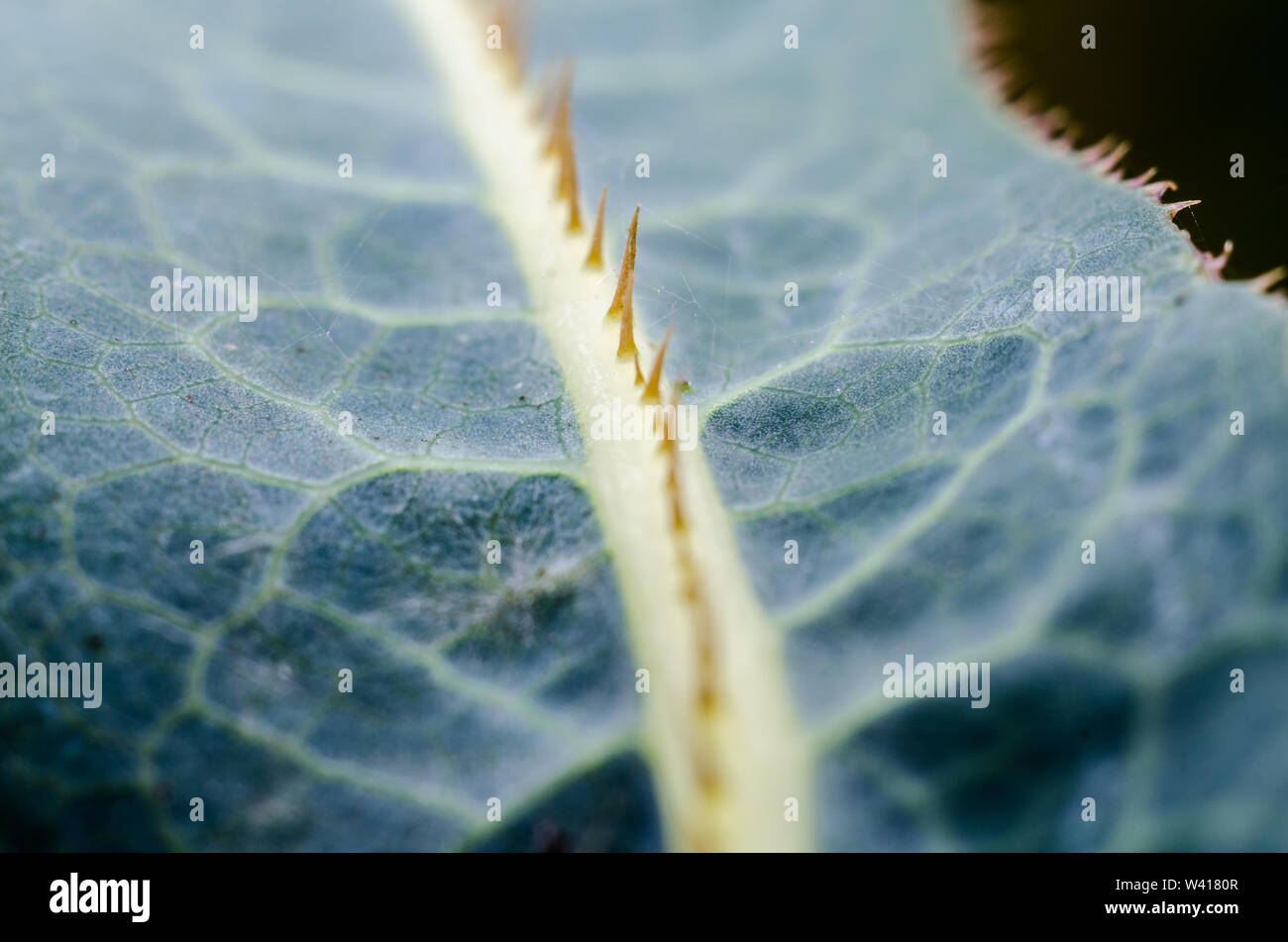 Macro of a leaf with spikes and leaf veins Stock Photo