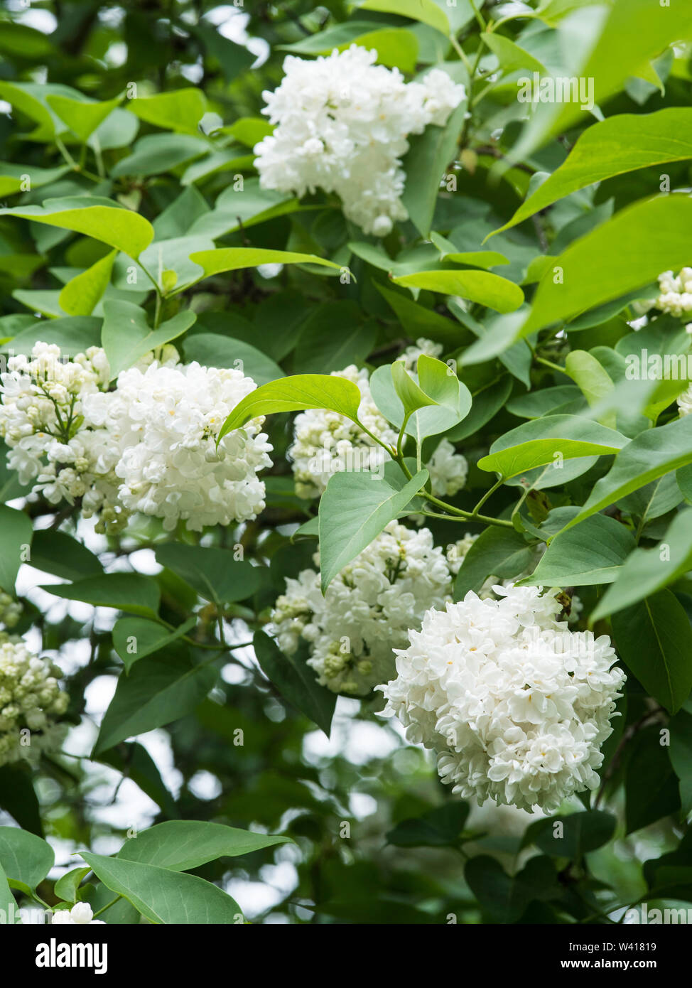 White Common Lilac (Syringa Vulgaris) with large panicles of flowers