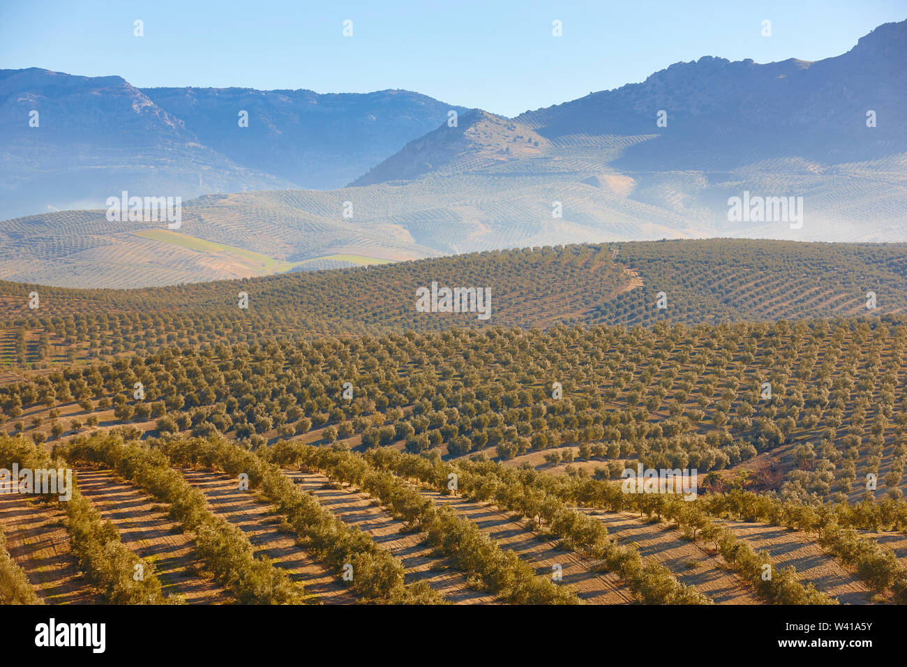Olive tree fields in Andalusia. Spanish agricultural harvest landscape