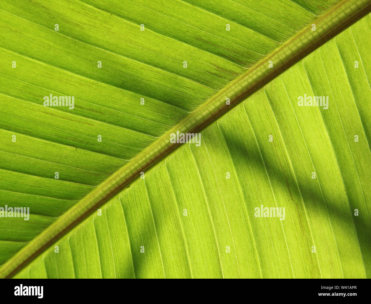 Close-up detail of the leaf of a banana plant, Musa Basjoo, in a London. garden. Light shines through showing leaf structure. Stock Photo