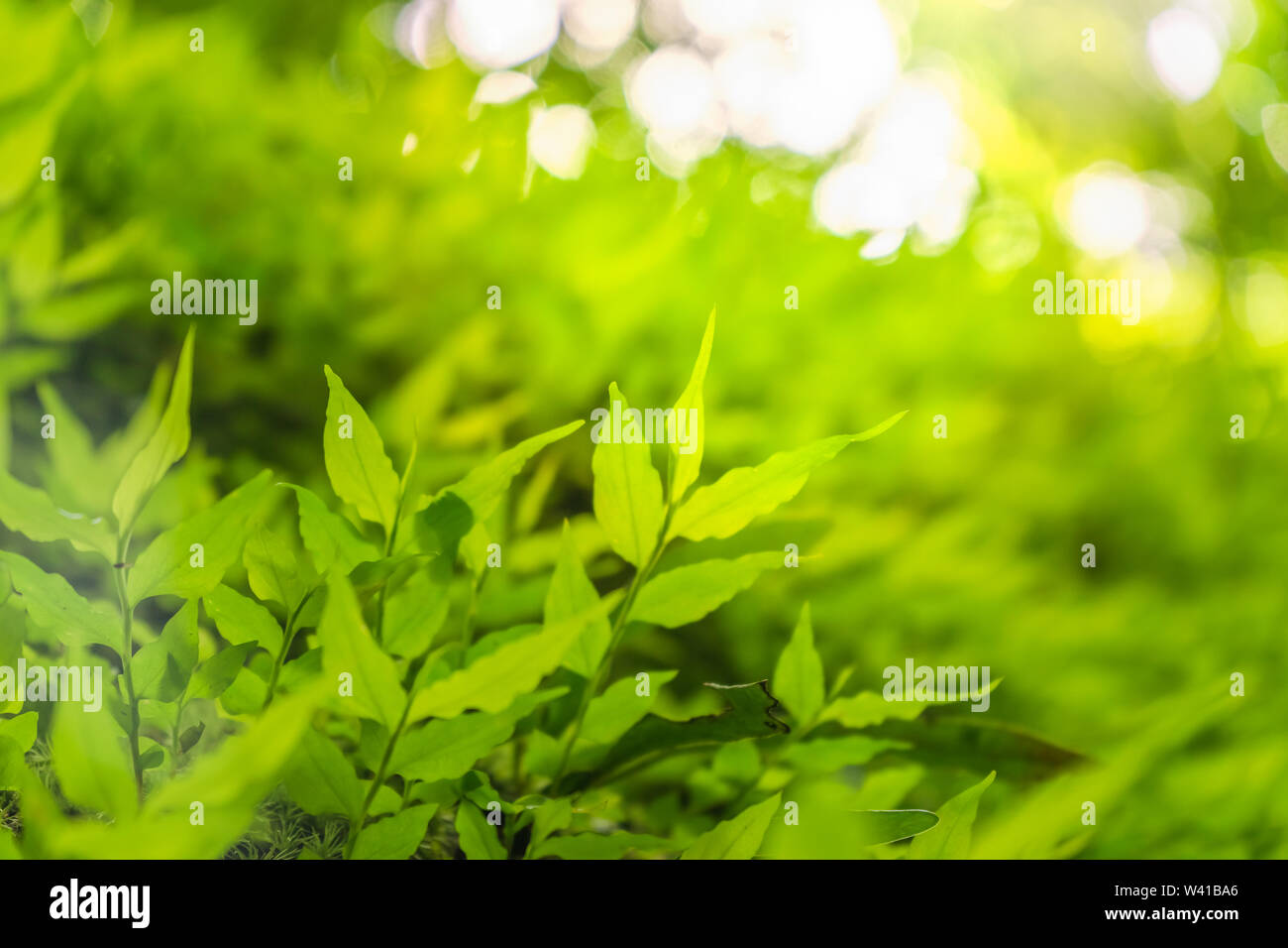 Green leaves pattern background, natural background and wallpaper. Nature  of green leaf in garden at summer. Natural green leaves plants using as  spring background. Vertical. Selective focus. Stock Photo