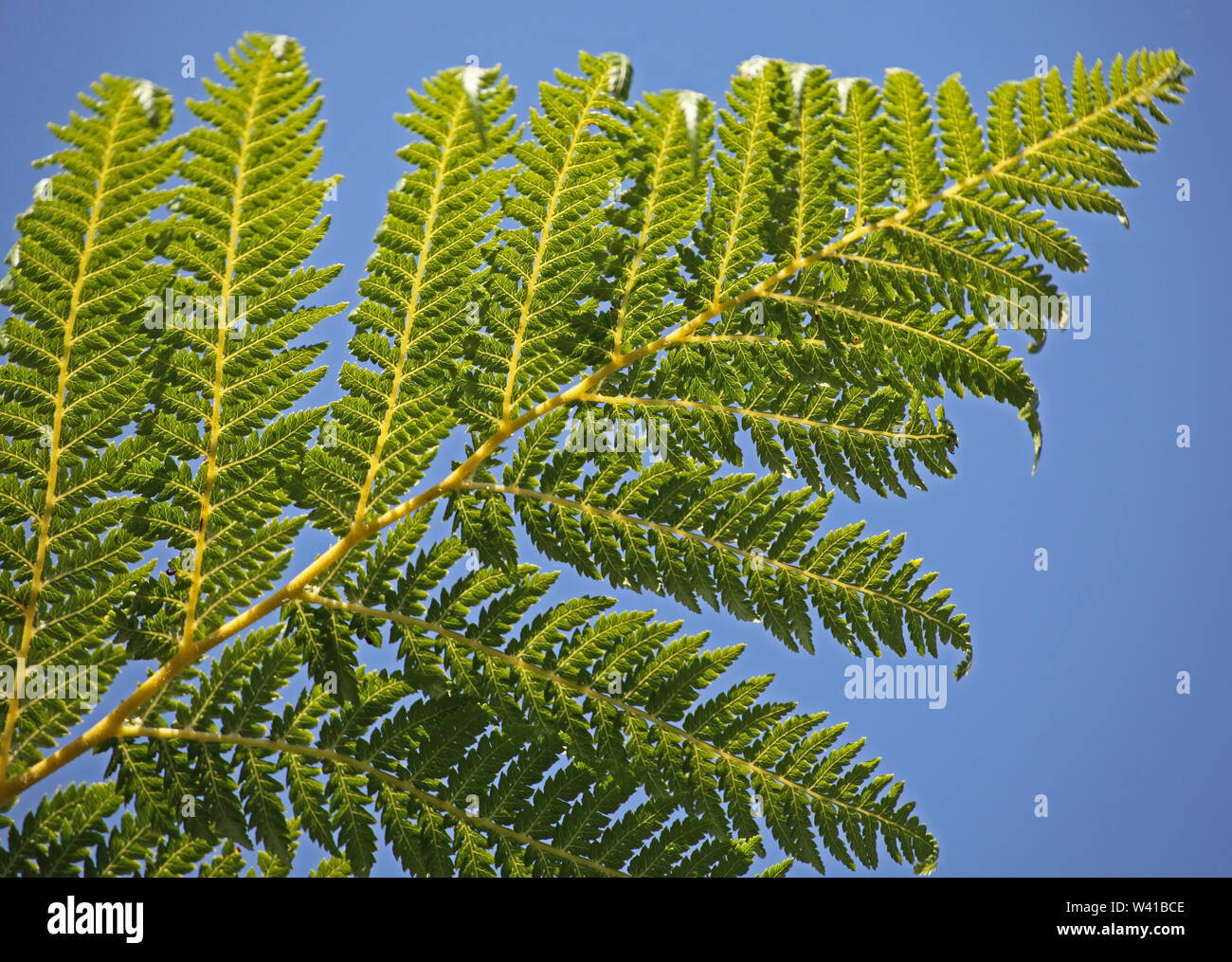 Close-up detail of fronds on a tree fern Dickinsonia Antarctica in a London garden against a blue sky. Light shines through showing leaf structure. Stock Photo