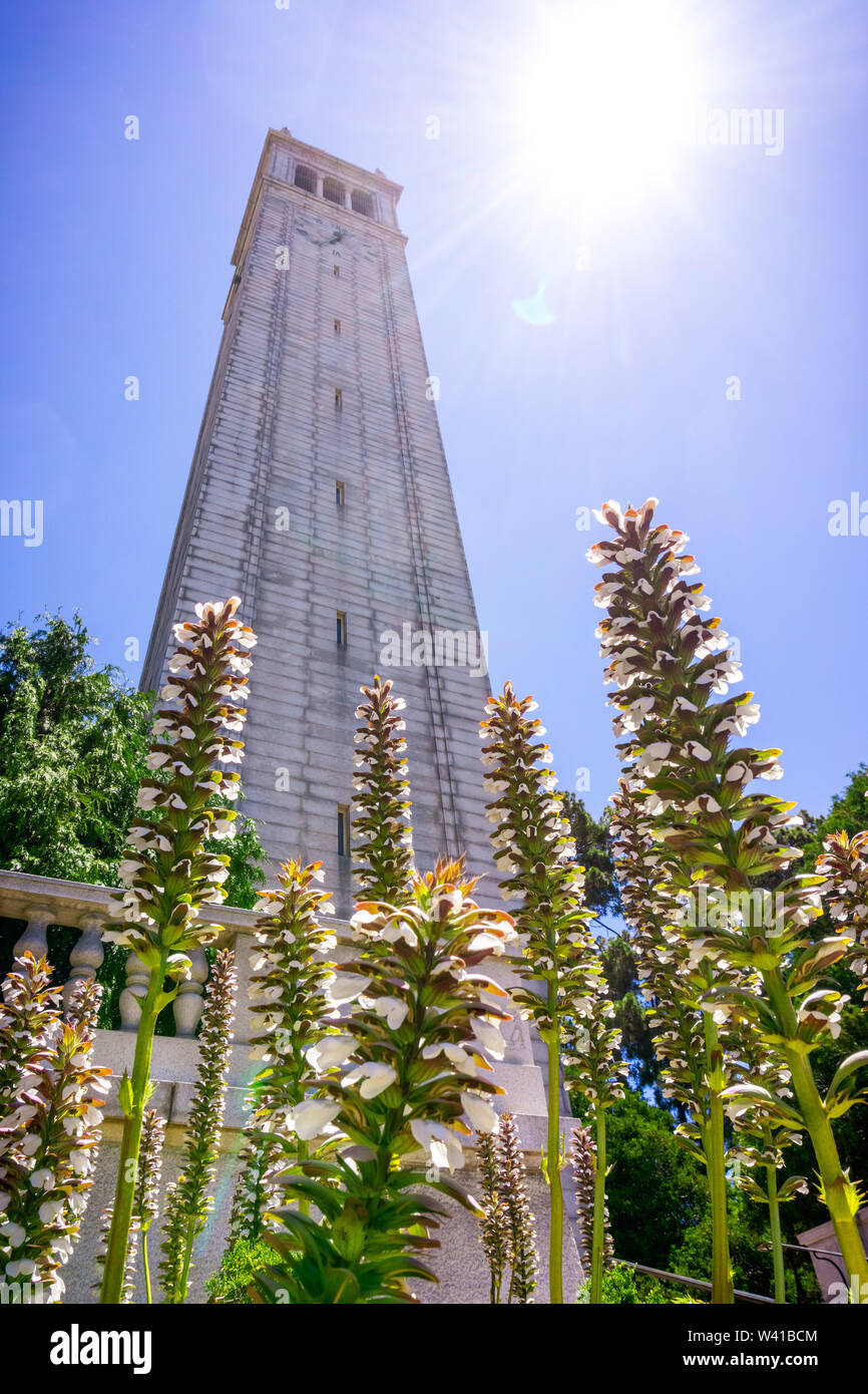 Bear's Breech (Acanthus mollis) flowers blooming at the base of Sather tower (the Campanile); bright sun and blue sky background; UC Berkeley, San Fra Stock Photo