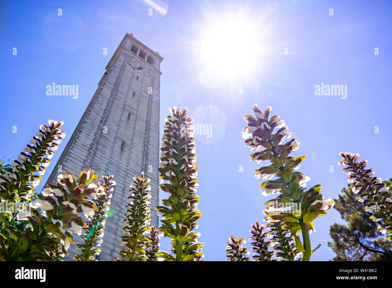 Bear's Breech (Acanthus mollis) flowers blooming at the base of Sather tower (the Campanile); bright sun and blue sky background; UC Berkeley, San Fra Stock Photo