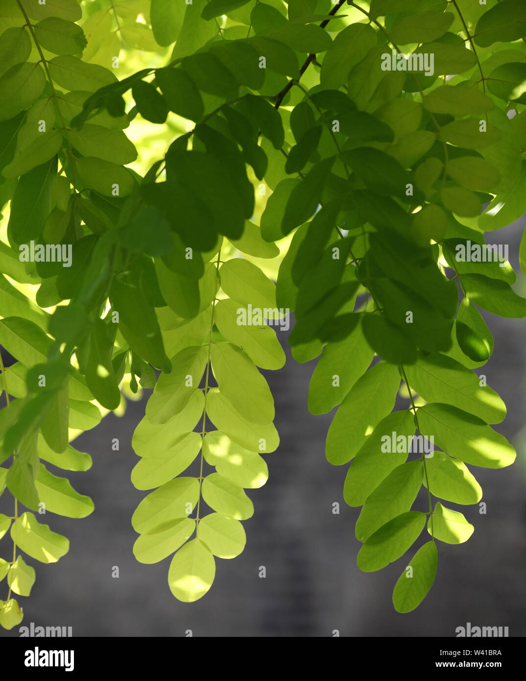 Close-up detail of the leaves on a Robinia tree; Robinia Frisia, in a London garden. Light shines through showing leaf structure. Stock Photo