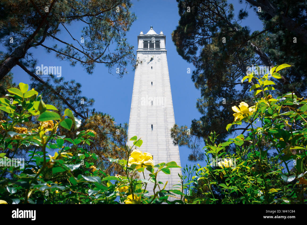 Looking up from the base of Sather tower (the Campanile) on a blue sky background, UC Berkeley, San Francisco bay, California Stock Photo