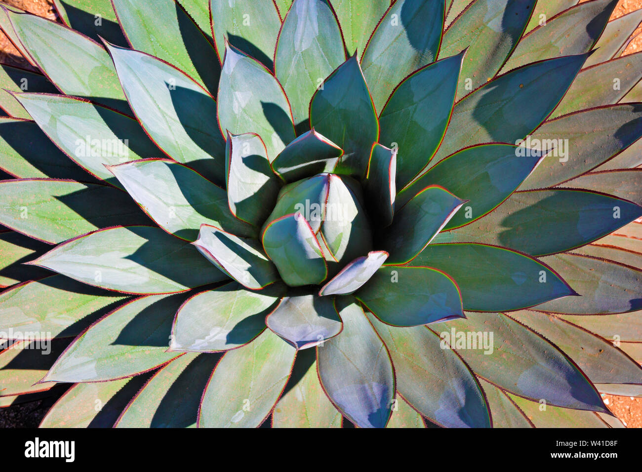 Symmetry of agave leaves Stock Photo