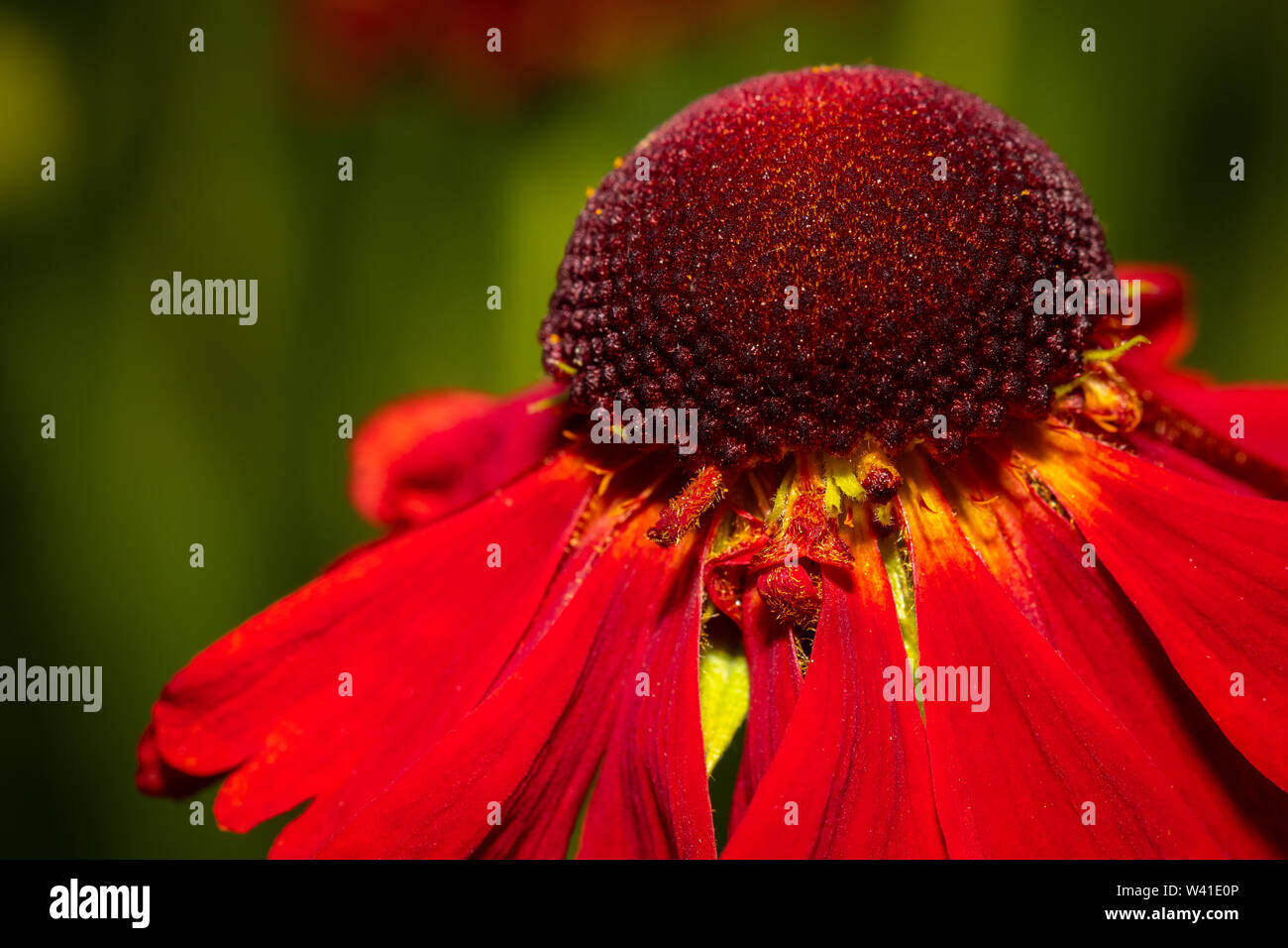 beautiful corolla of a red daisy flower macro close up image Stock Photo