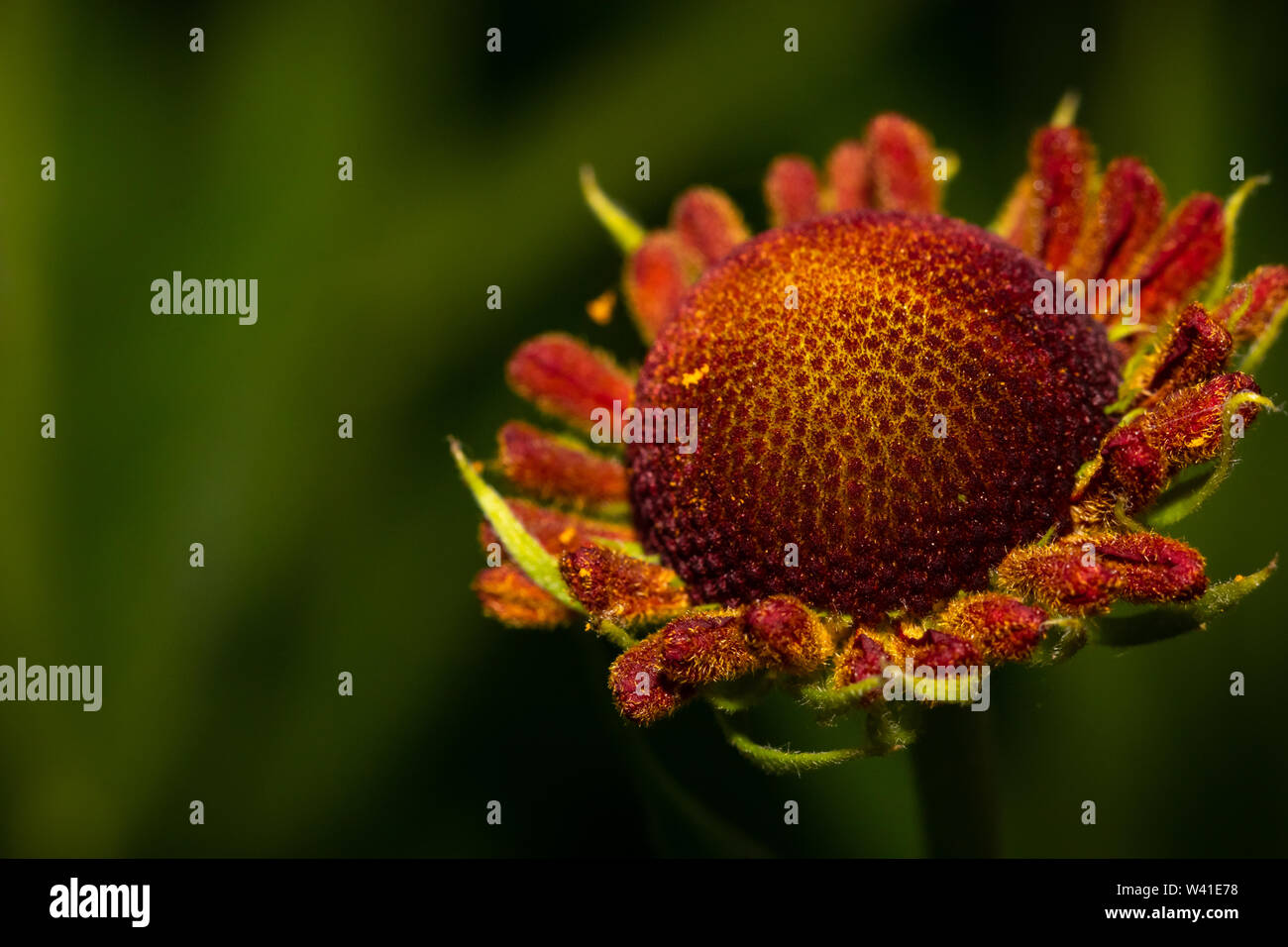 beautiful corolla of a red daisy flower macro close up image Stock Photo