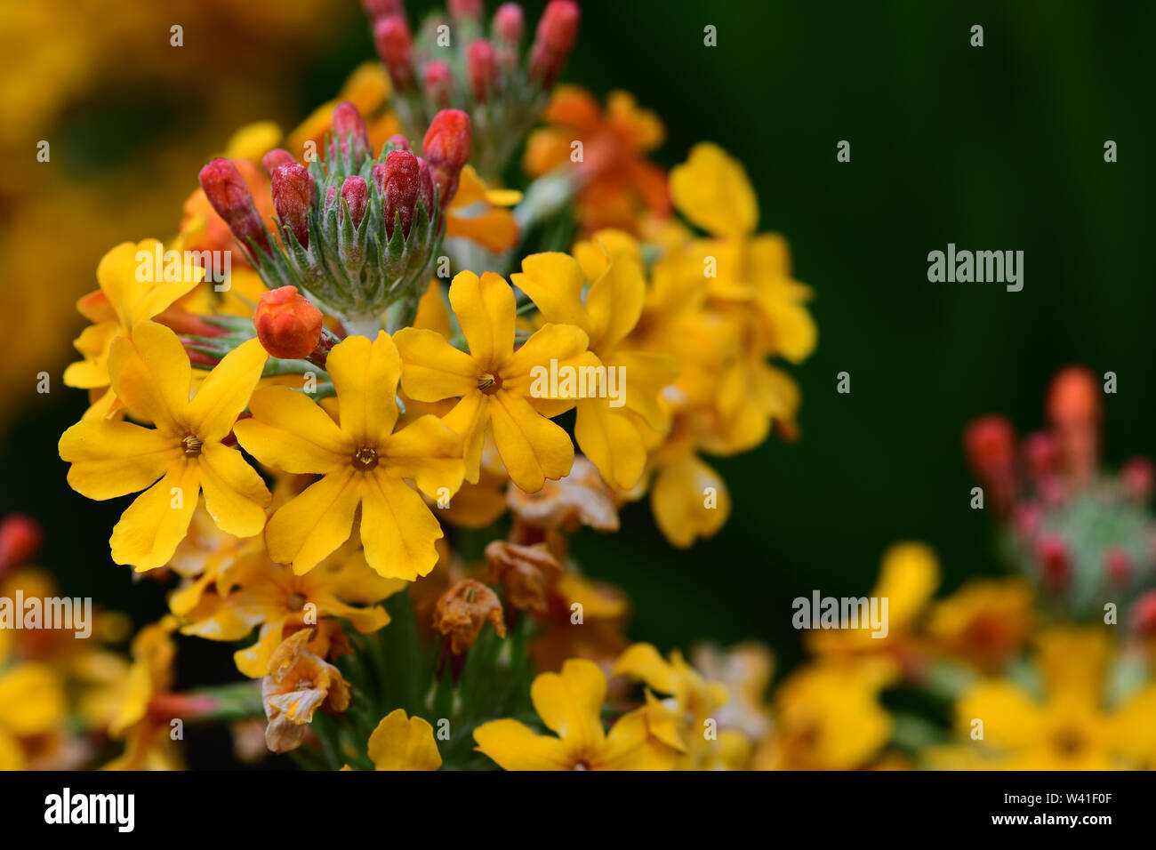 Close up of a candelabra primrose (primula bulleyana) in bloom Stock Photo