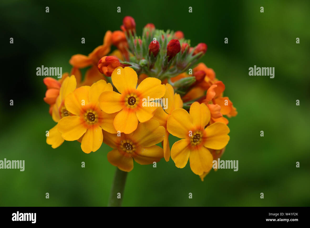 Close up of a candelabra primrose (primula bulleyana) in bloom Stock