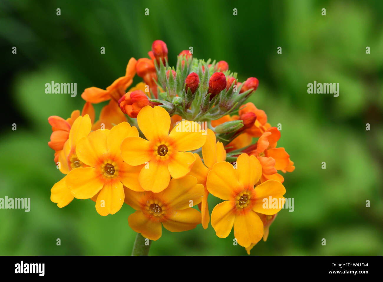 Close up of a candelabra primrose (primula bulleyana) in bloom Stock Photo