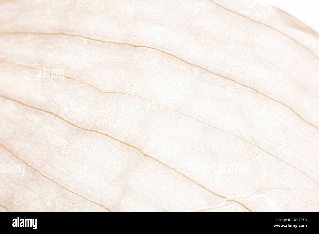 Onion skin cell hi-res stock photography and images - Alamy