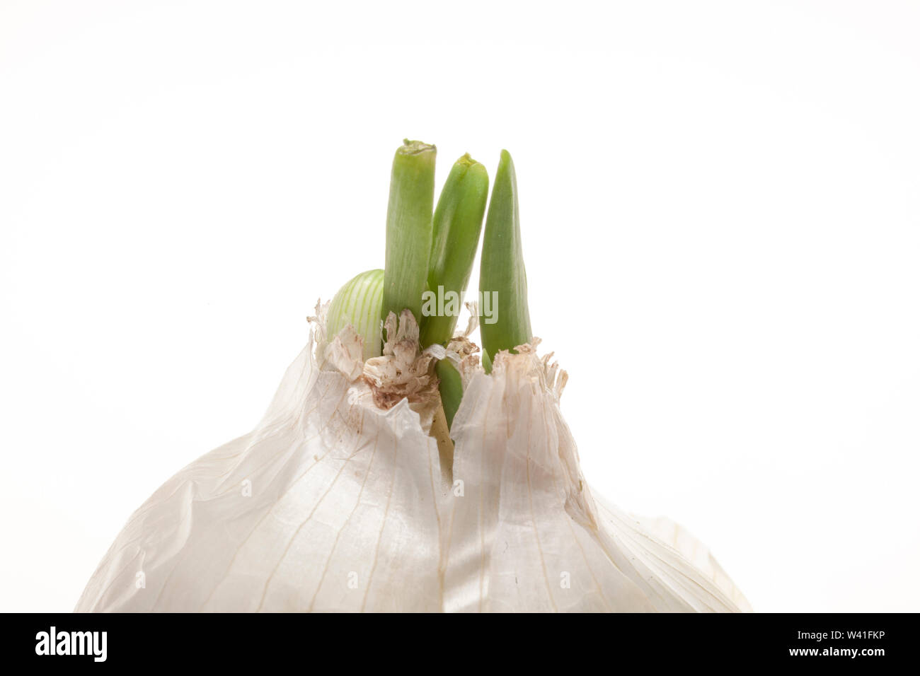 fresh sprouted onion with flakes isolated on white Stock Photo