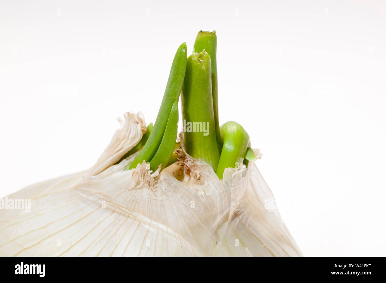 fresh sprouted onion with flakes isolated on white Stock Photo