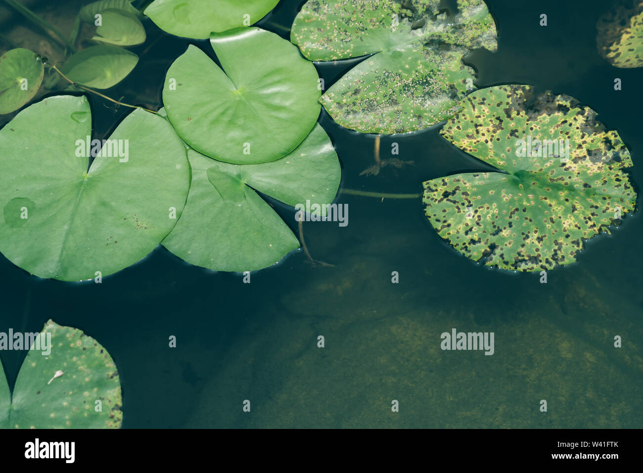 Lotus leaf in the lake; Nature background textures Stock Photo - Alamy