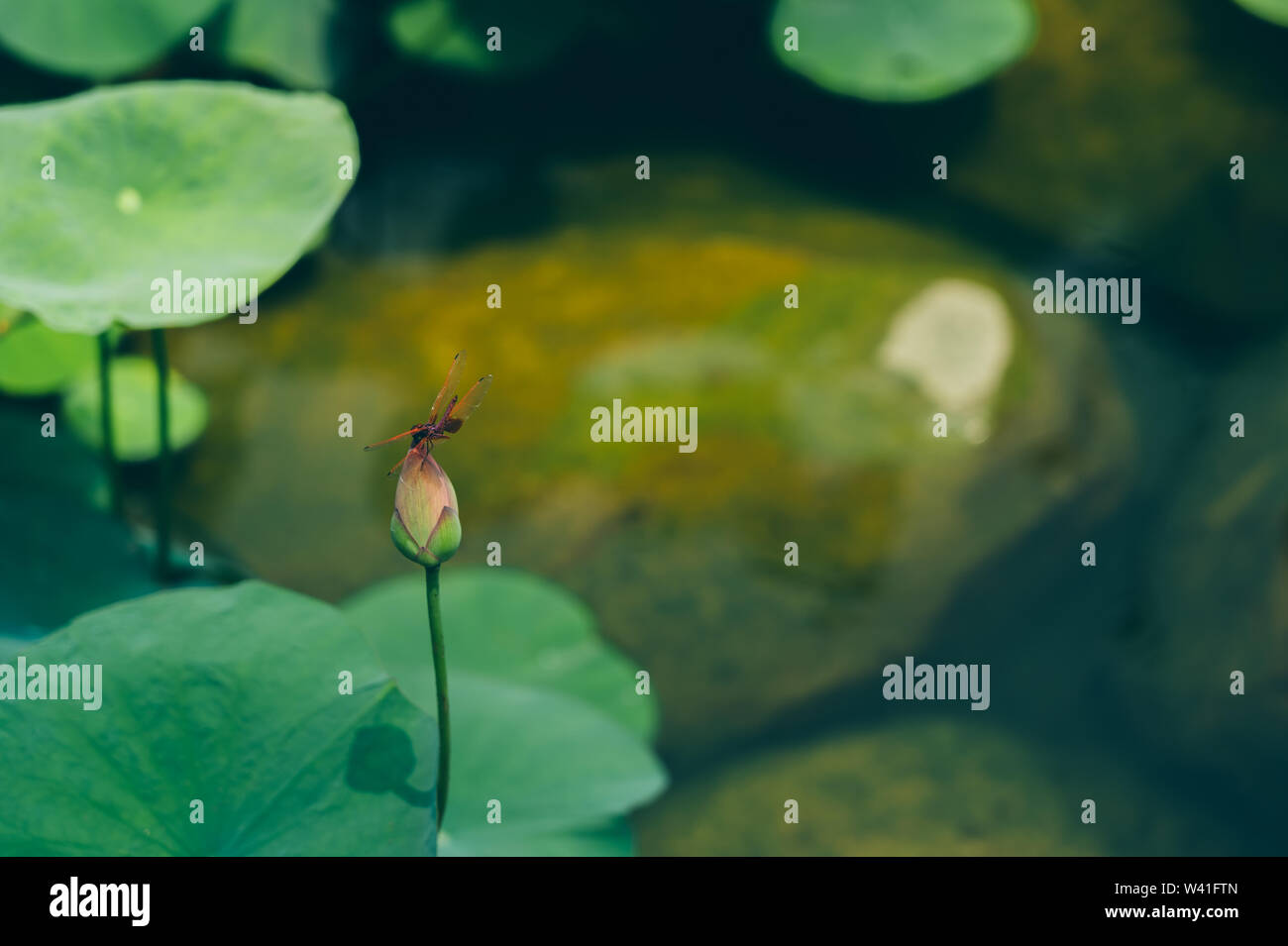 Lotus leaf in the lake; Nature background textures Stock Photo - Alamy