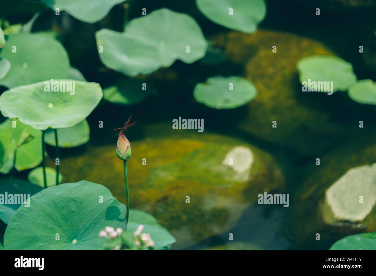 Lotus leaf in the lake; Nature background textures Stock Photo - Alamy