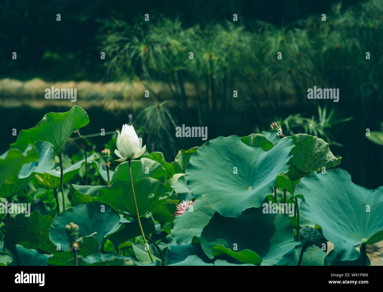 Lotus leaf in the lake; Nature background textures Stock Photo - Alamy