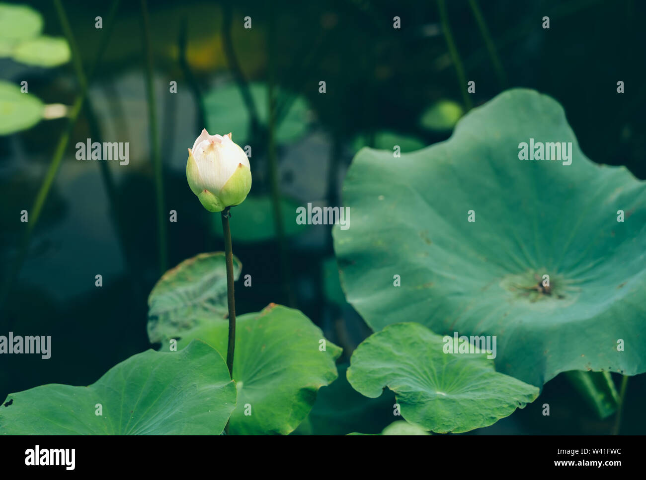 Lotus leaf in the lake; Nature background textures Stock Photo - Alamy