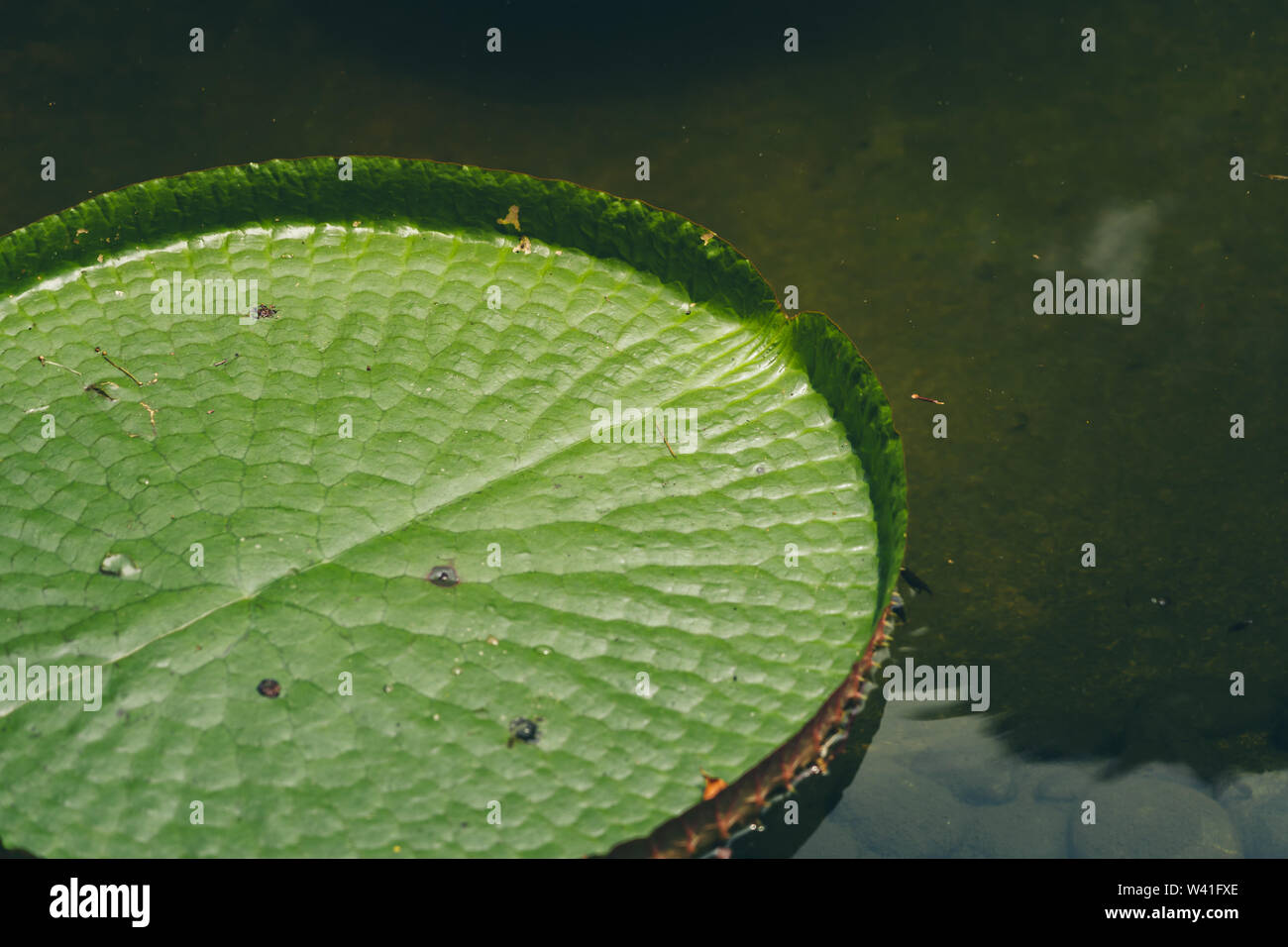 Lotus leaf in the lake; Nature background textures Stock Photo - Alamy