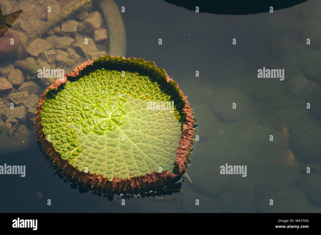 Lotus leaf in the lake; Nature background textures Stock Photo - Alamy