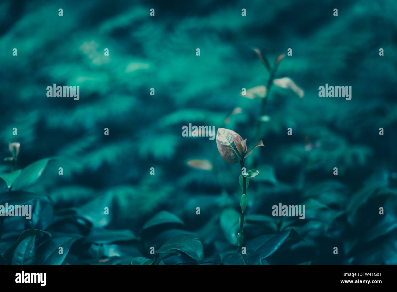 Botanical leaves green pattern hi-res stock photography and images - Alamy