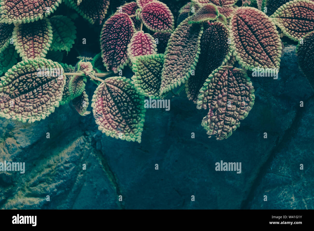 Leaves of Pilea mollis. Green Leaf. Nature background Stock Photo