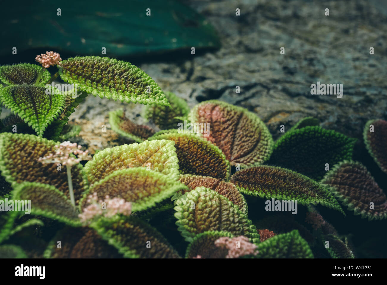 Leaves of Pilea mollis. Green Leaf. Nature background Stock Photo