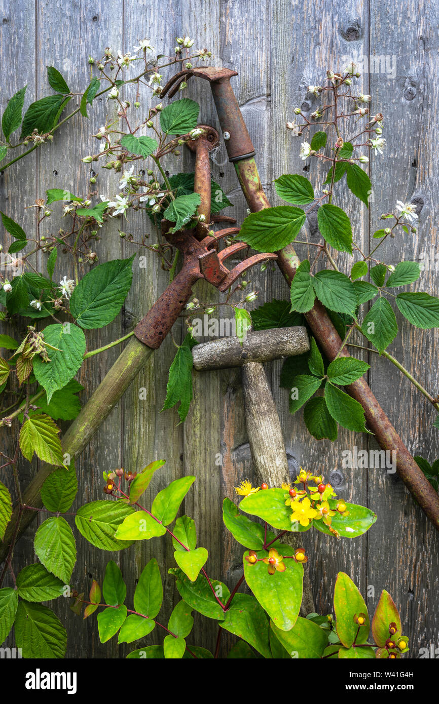 Old gardening tools left outside a garden shed, rusting and now overgrown with wild flowersa ndbushes, Eglinton Growers allotments, Kilwinning, Ayrshi Stock Photo