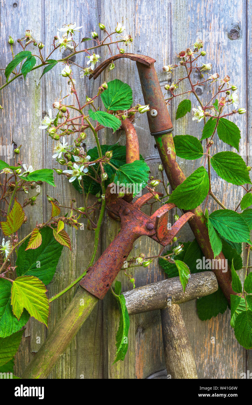 Old and rusting gardening tools placed outside an old wooden shed and the garden is being overgrown with wild bushes, Kilwinning, Ayrshire, Scotland, Stock Photo