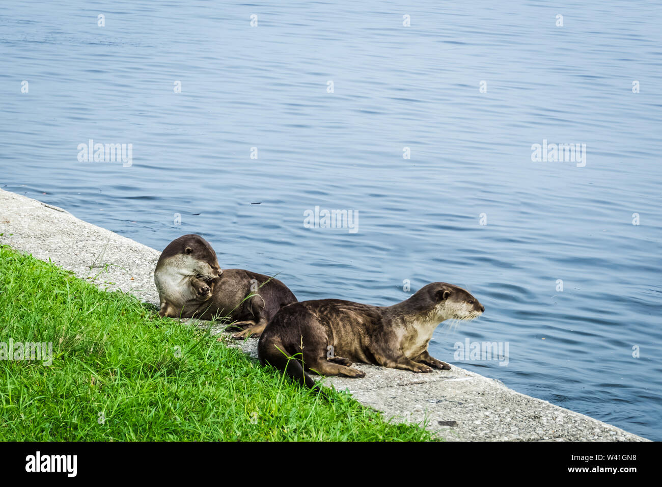 Wild Sea Otter found in Sembawang beach in Singapore. Stock Photo