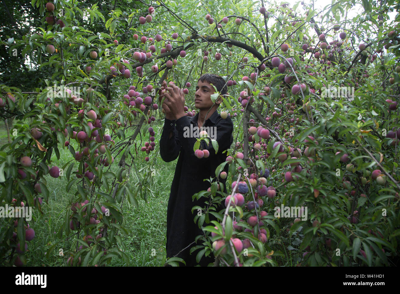 Srinagar, Indiancontrolled Kashmir. 18th July, 2019. A farmer picks