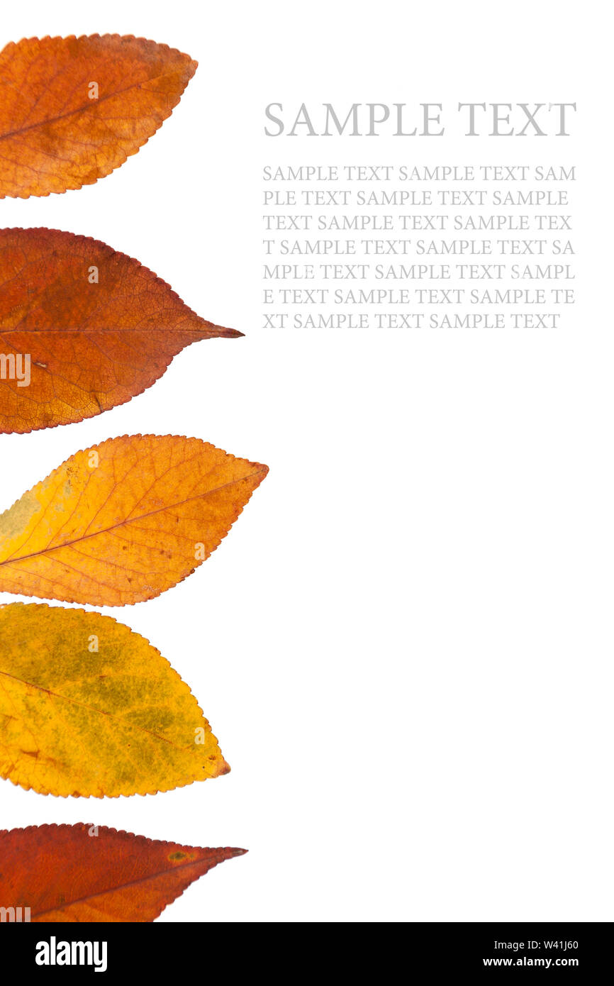 Colorful autumn leaves composed on left edge of the picture isolated on ...