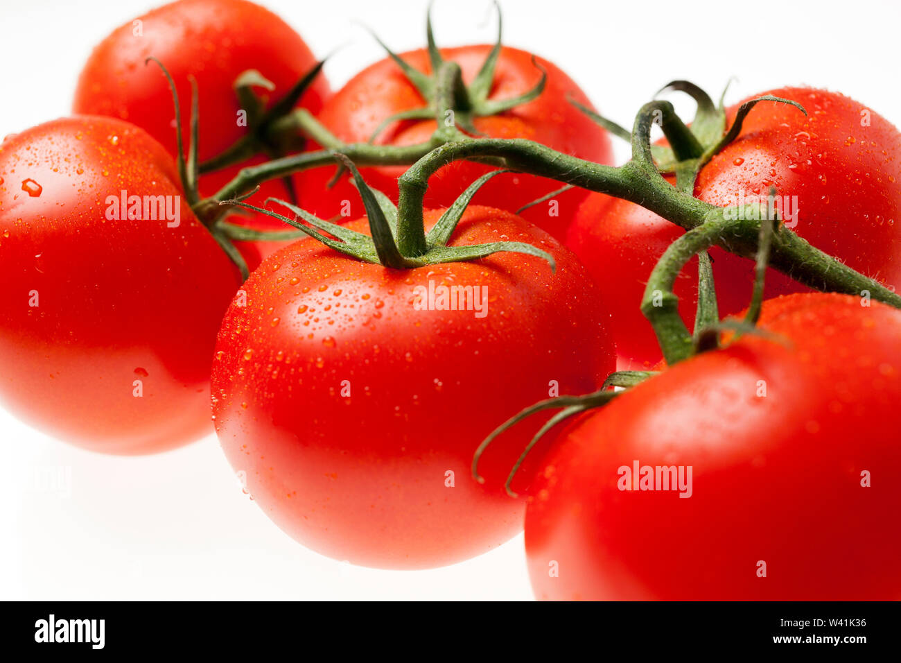 Red tomatoes on the vine with water droplets isolated on white ...