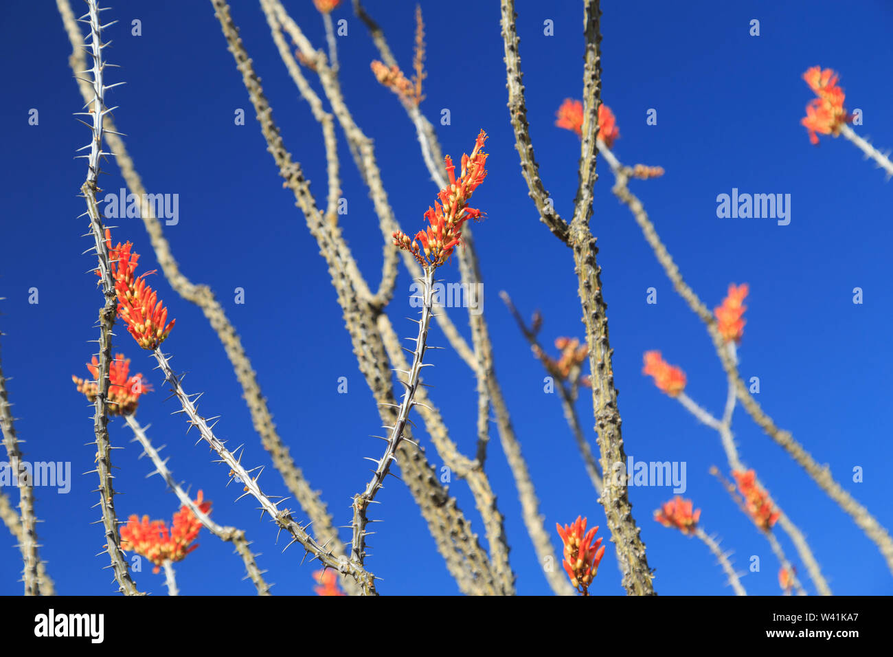 Fouquieria splendens, commonly called ocotillo is indigenous to the Sonora Desert and bears bright crimson flowers in spring, summer, and autumn. Stock Photo