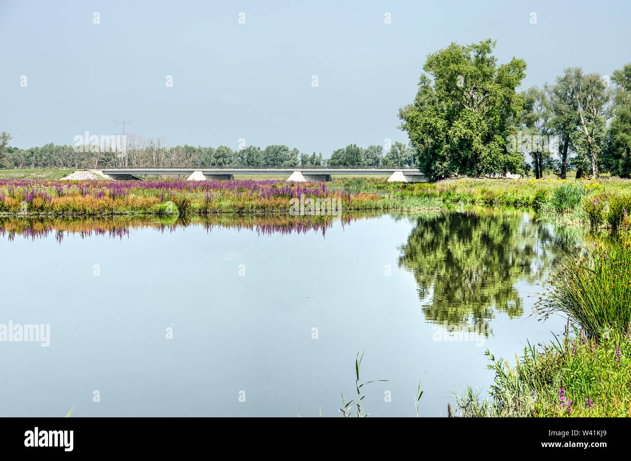 View across one of the creeks in the Noordwaard section of Biesbosch national park in the Netherlands towards fields of purple loosestrife and rumex, Stock Photo