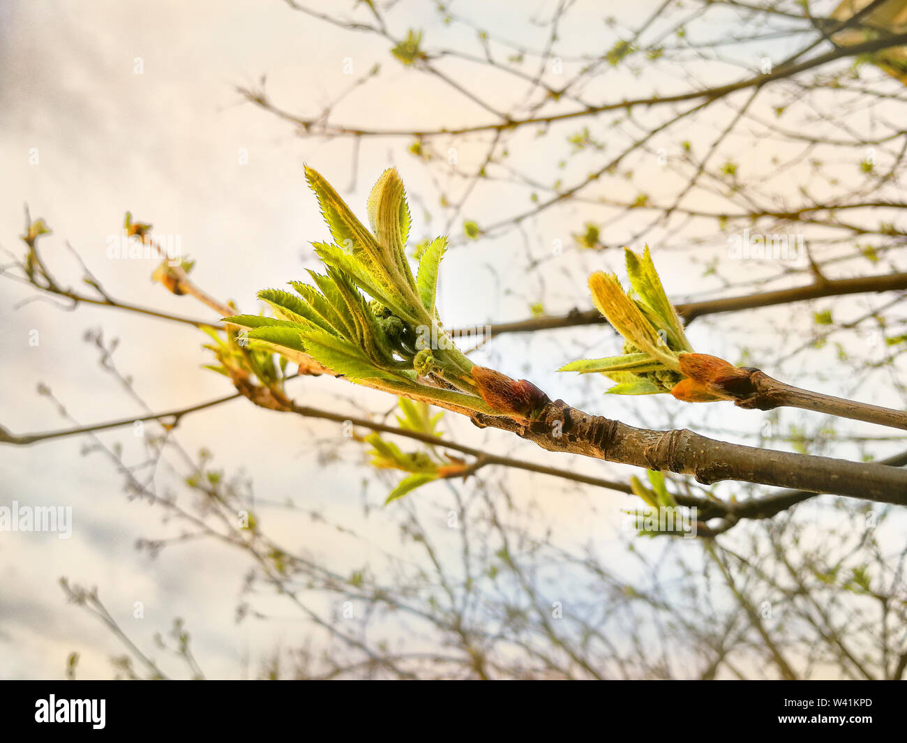 New forest mountain ash hi-res stock photography and images - Alamy