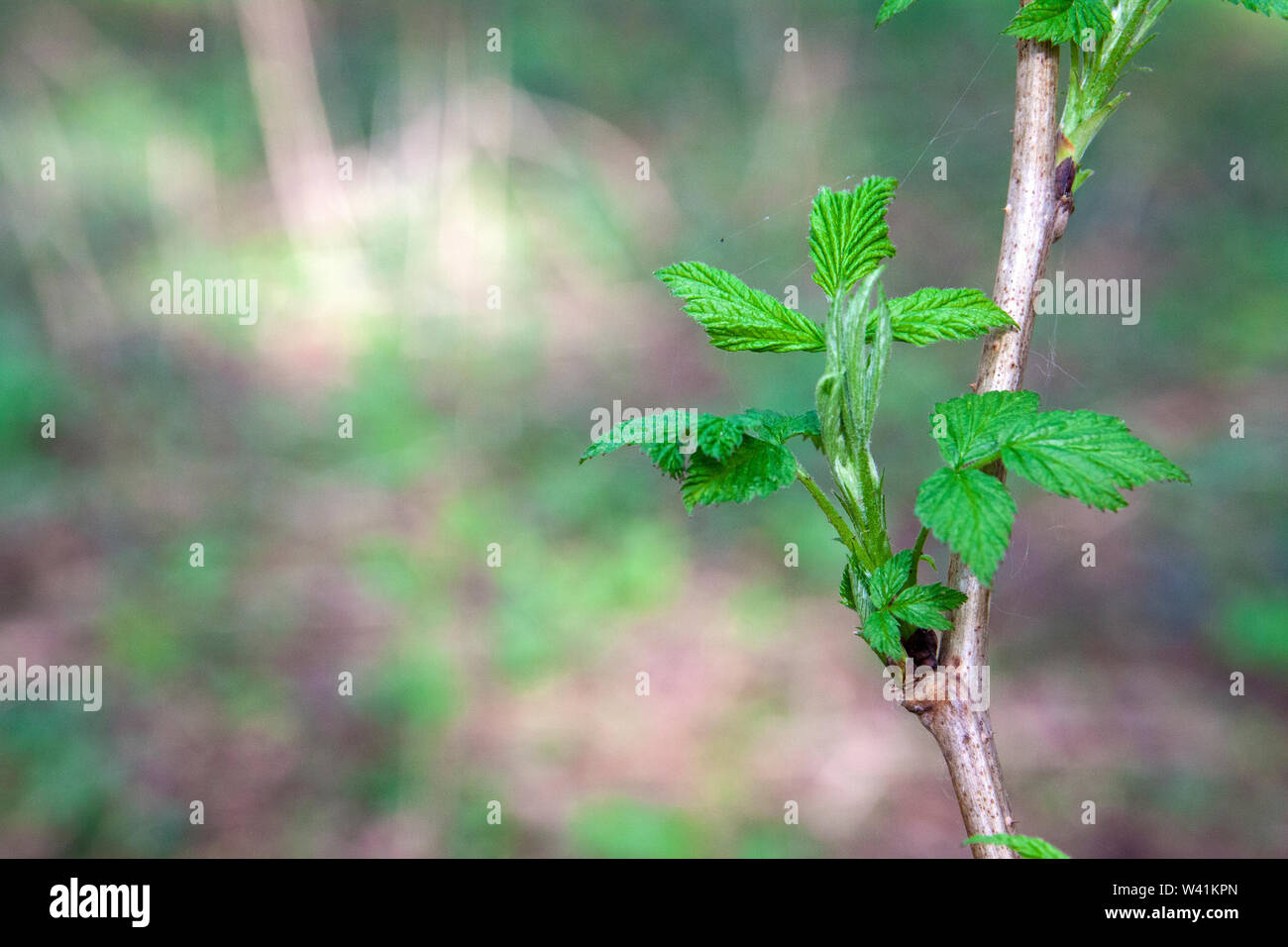 Young green raspberry sprout hi-res stock photography and images - Alamy