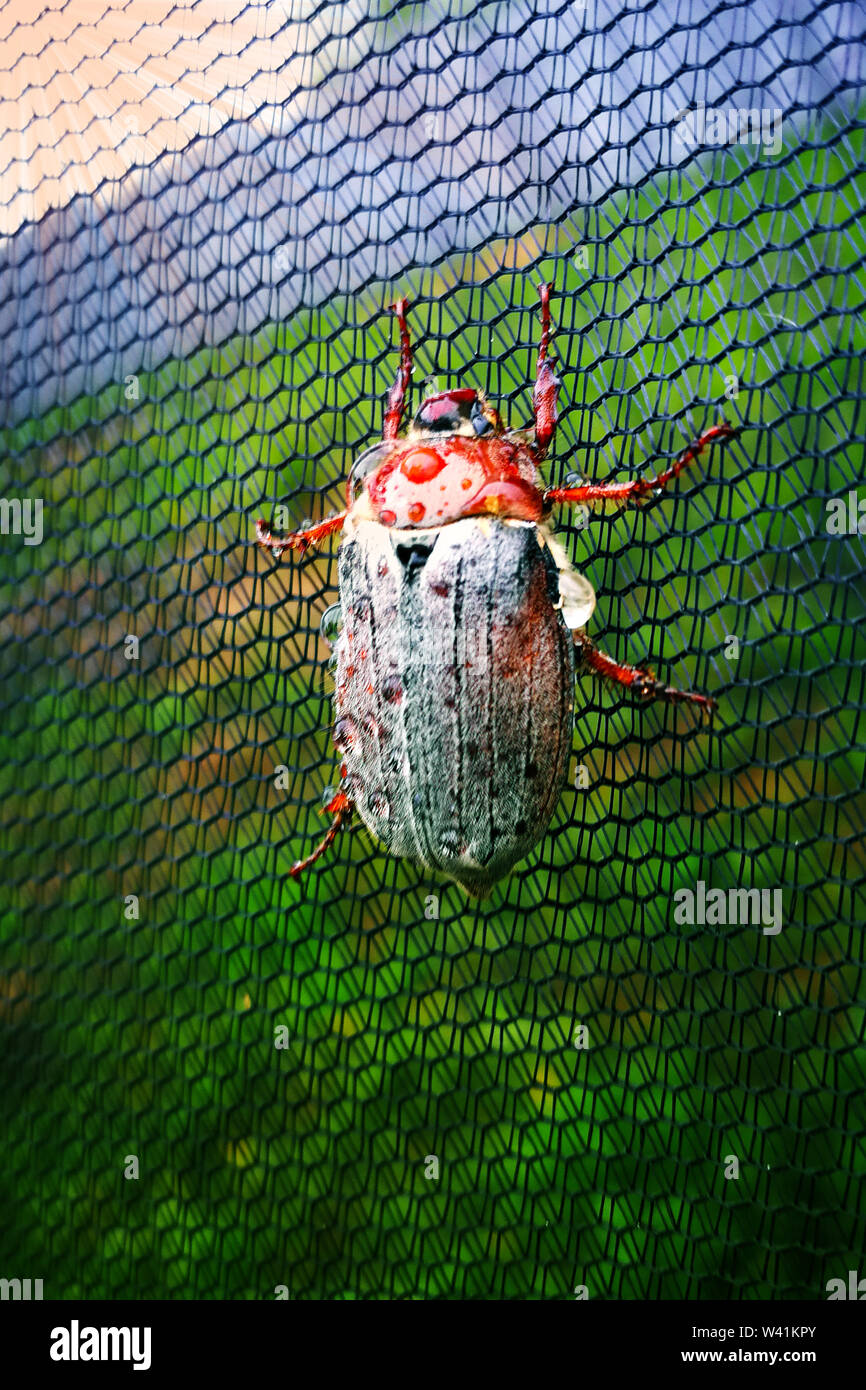 In the spring of a large May beetle sitting on the grid. Stock Photo