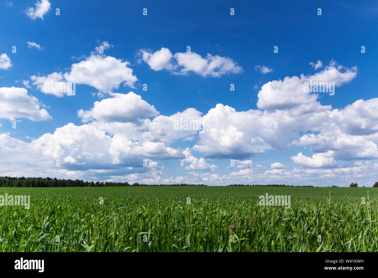 Cloudy blue sky over the field and forest Stock Photo - Alamy