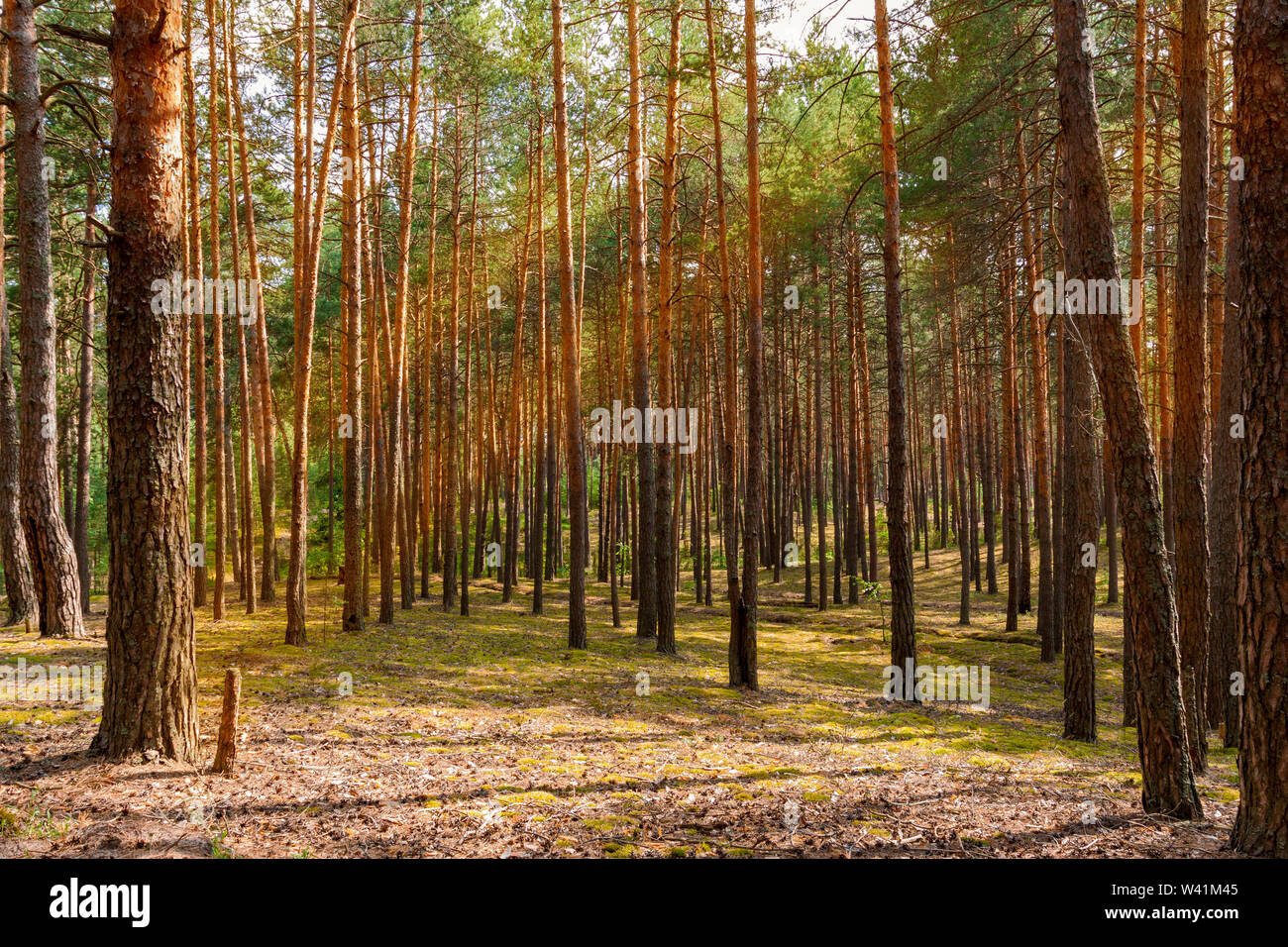 Summer sunny day in the pine forest Stock Photo - Alamy