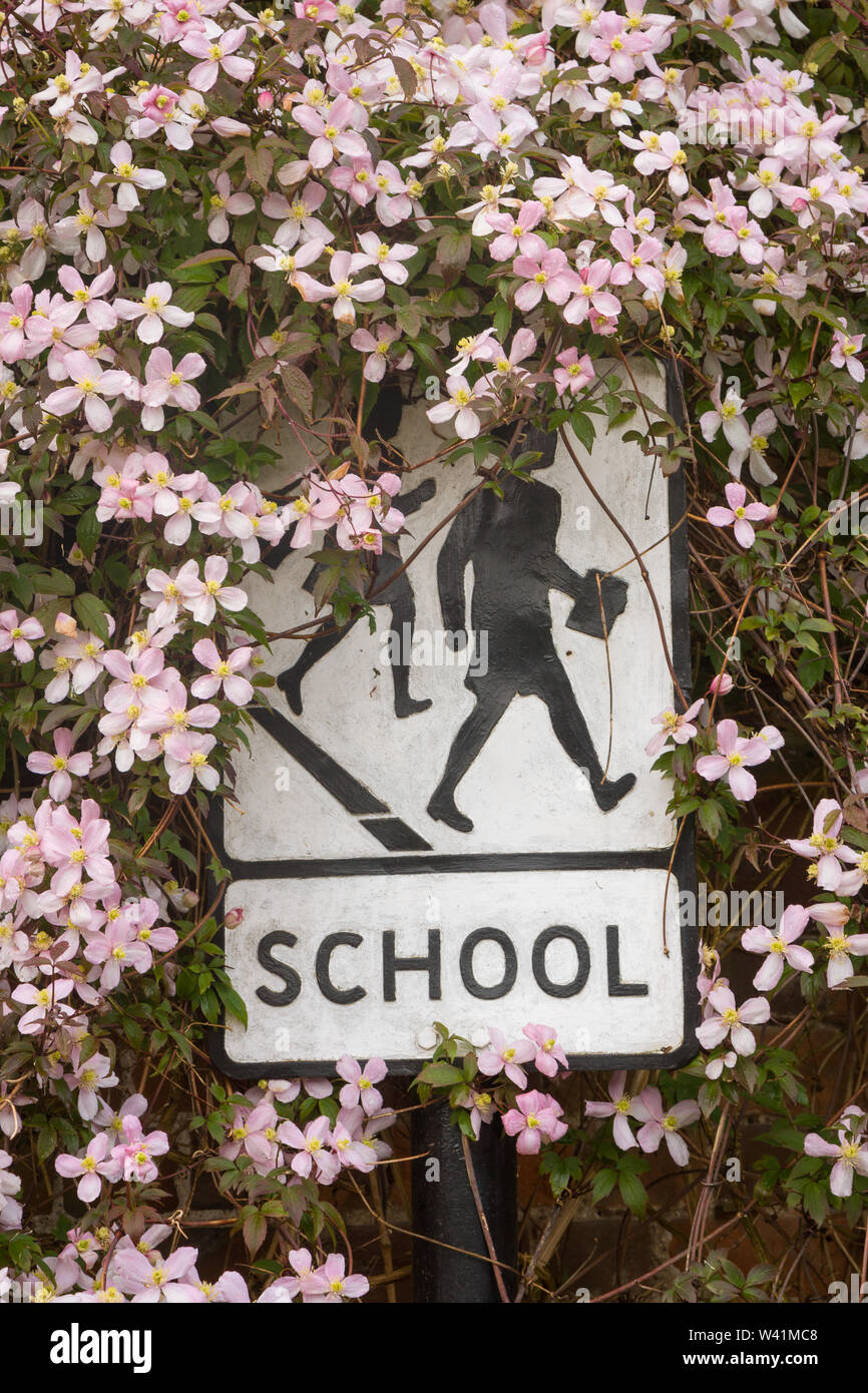 A traditional school sign surrounded and partially obscured by the flowers of clematis montana Stock Photo