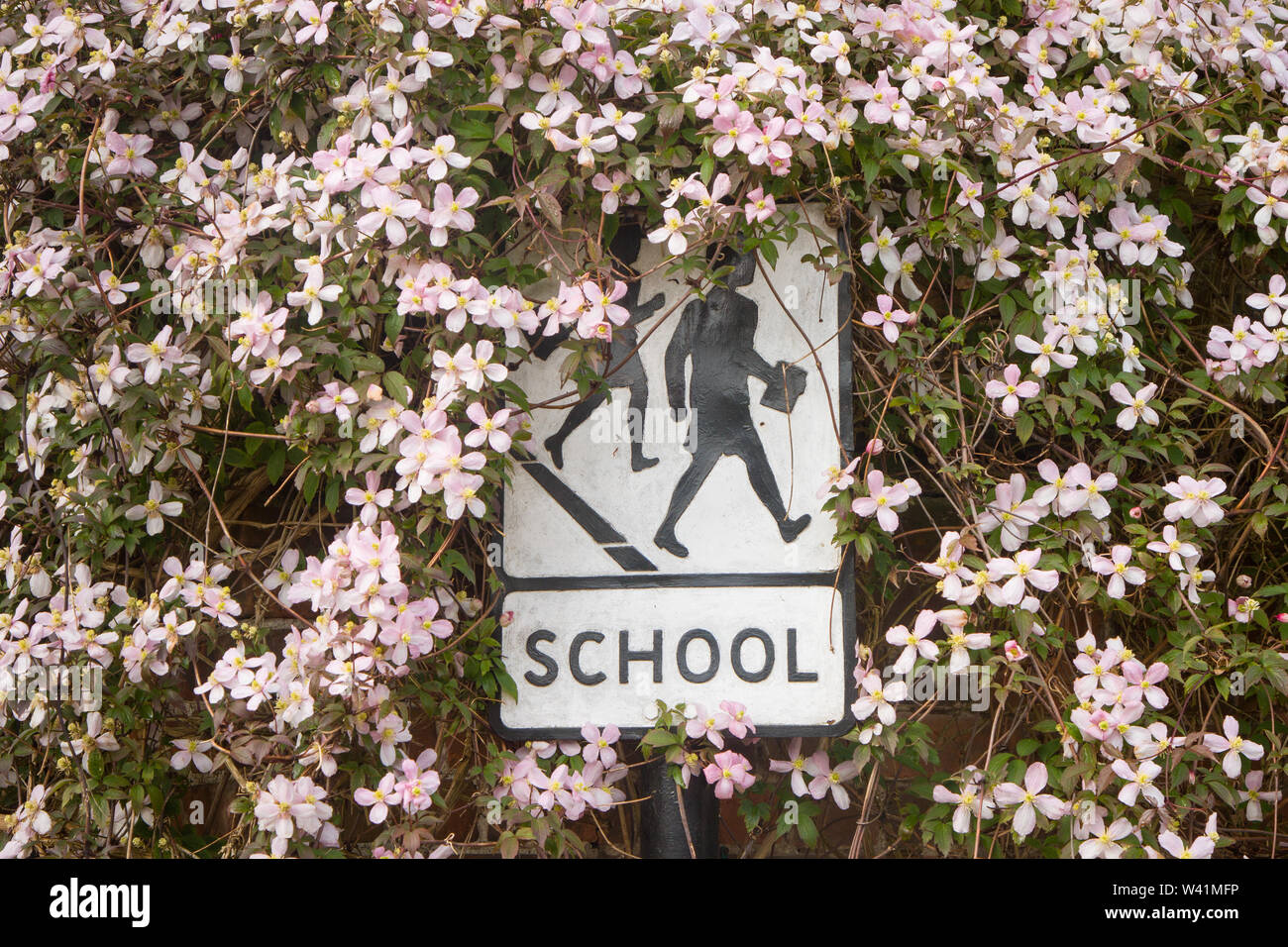 A traditional school sign surrounded and partially obscured by the flowers of clematis montana Stock Photo