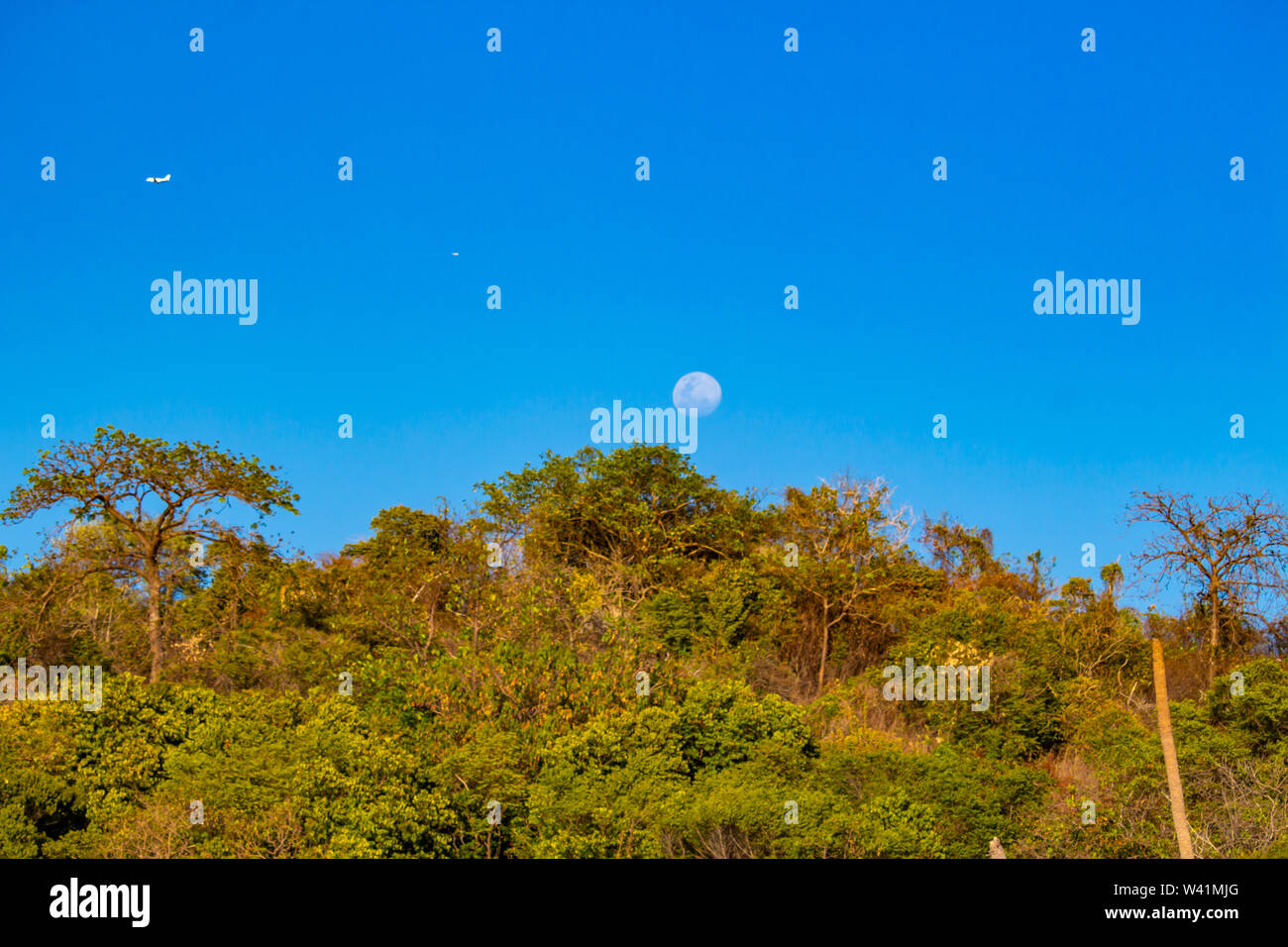 Full moon night in jungle hi-res stock photography and images - Alamy