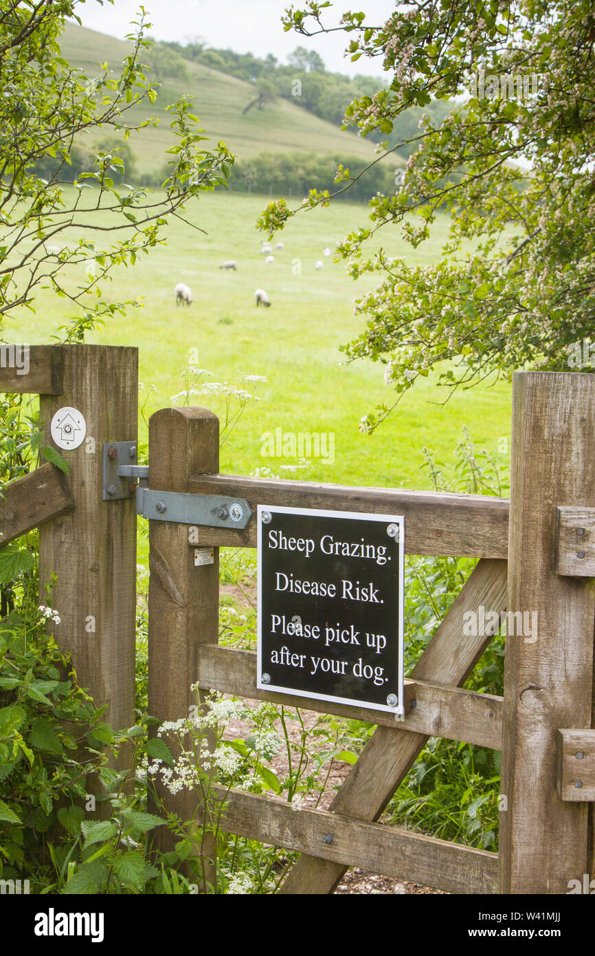 A sign on a footpath gate into a field of sheep warning 'Sheep grazing, disease risk, please pick up after your dog' Stock Photo