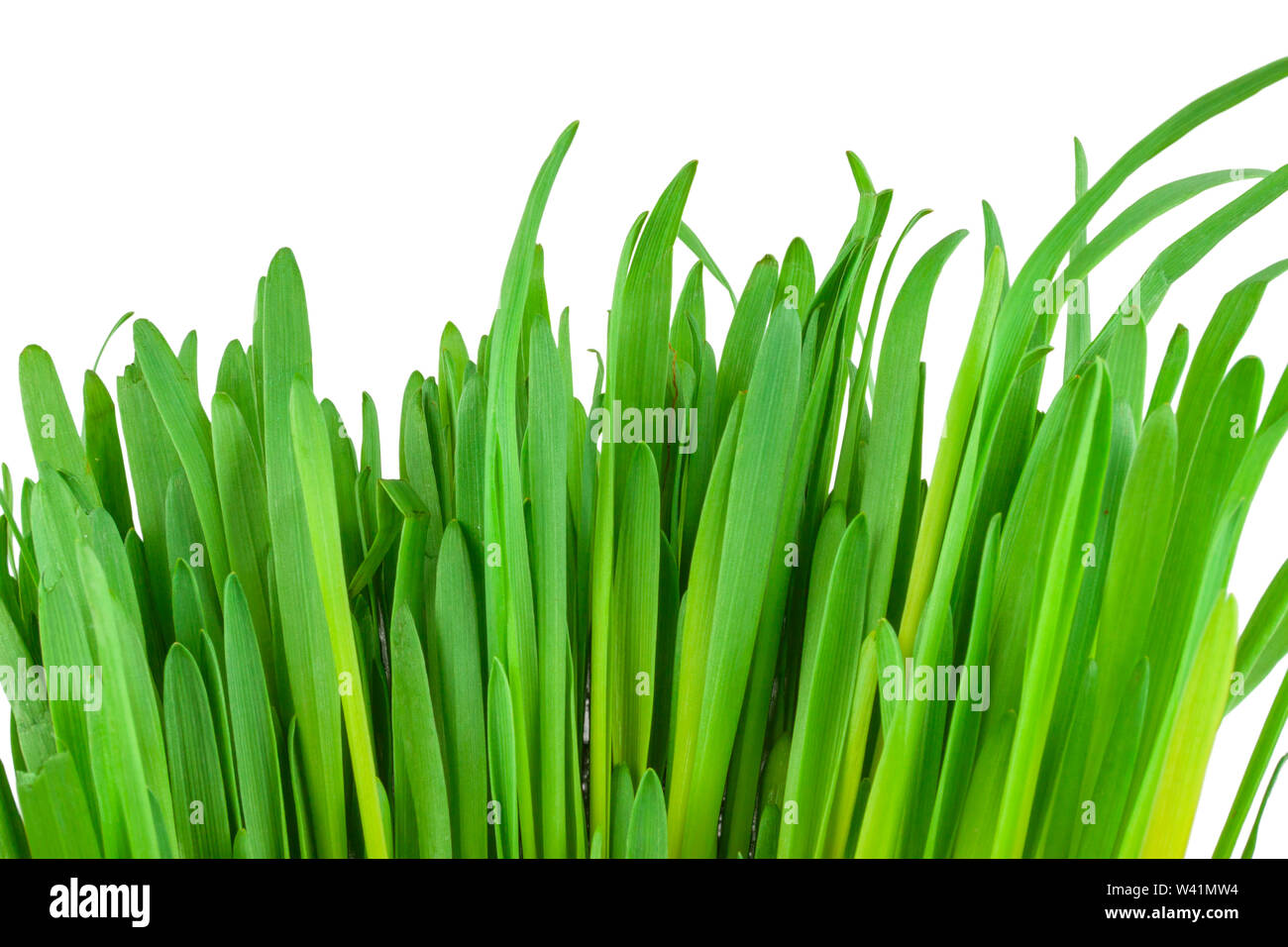 green grass with reflection isolated on white background Stock Photo ...