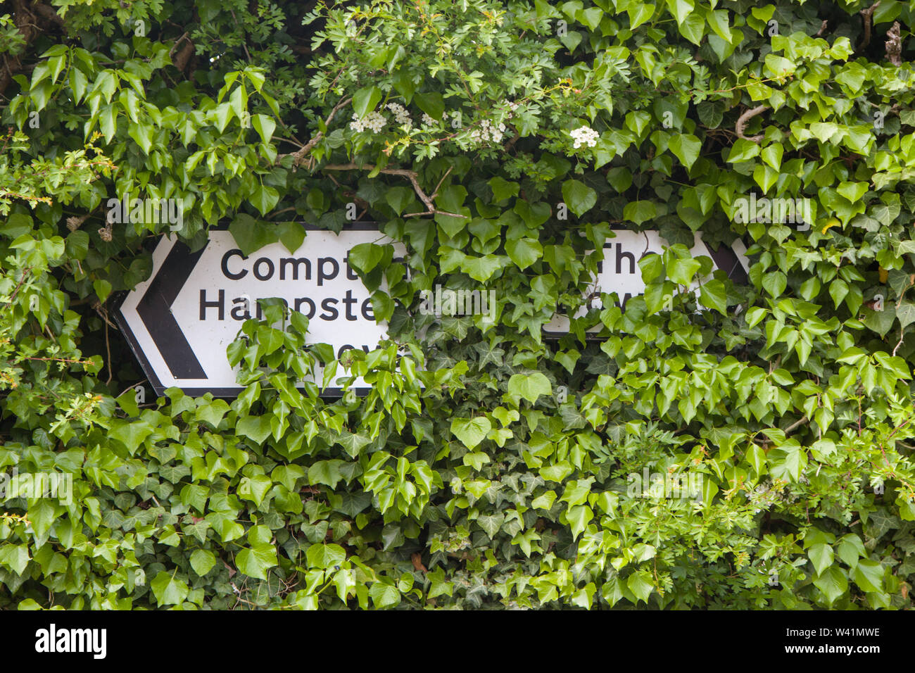 Village road signs almost obscured by overgrown ivy, Aldworth, Berkshire Stock Photo