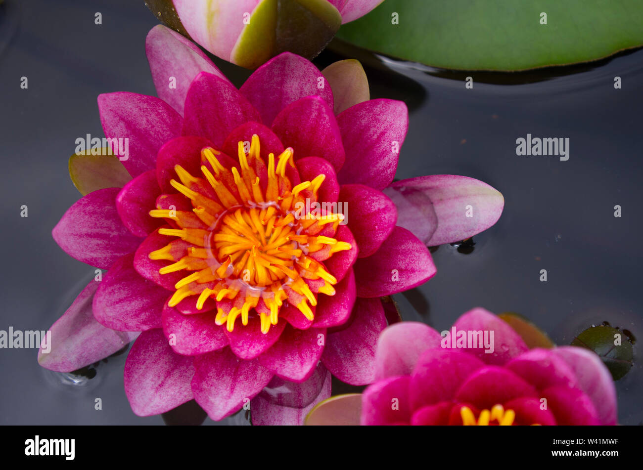 pink lotus flower Stock Photo Alamy