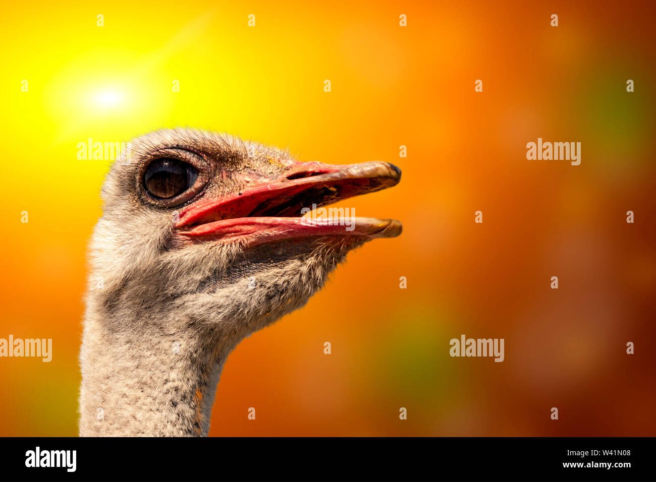 Ostrich head close up on a colored background Stock Photo